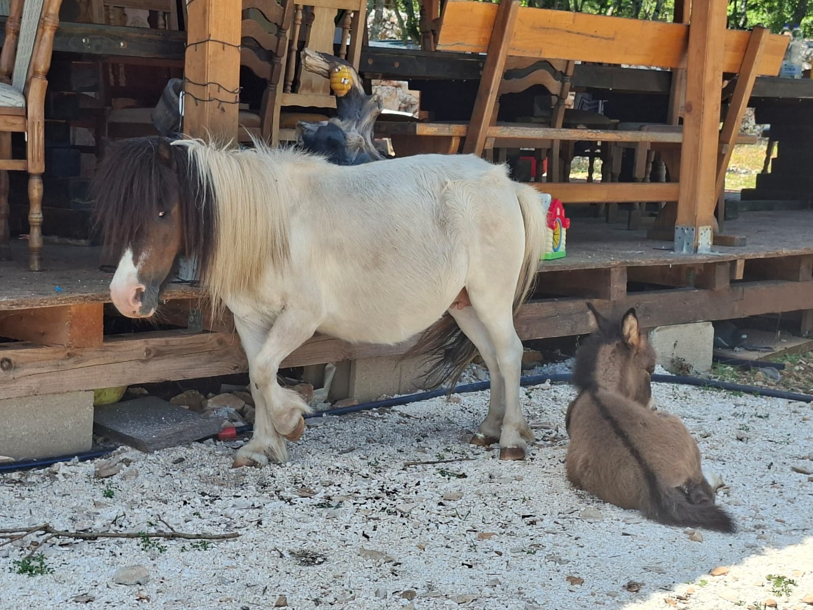 William's Animal Farm